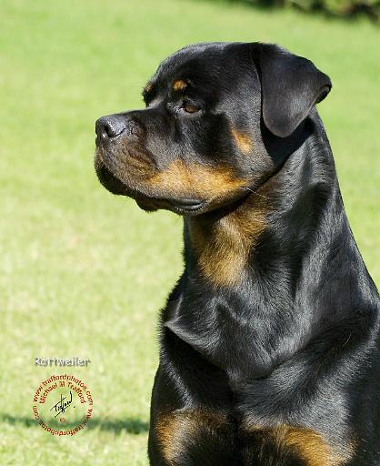 Rottweiler 9R028D-012.JPG
